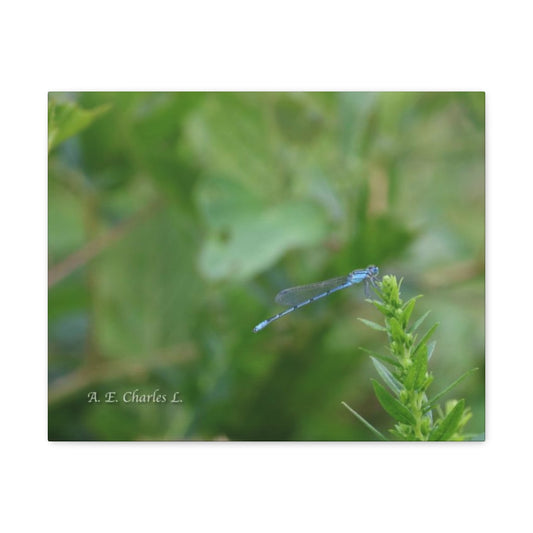 Canvas Gallery Wraps Cool Blue Bug