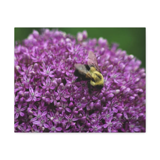Canvas Gallery Wraps Bee & Purple Flower